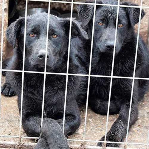 Labrador Dog Rescue