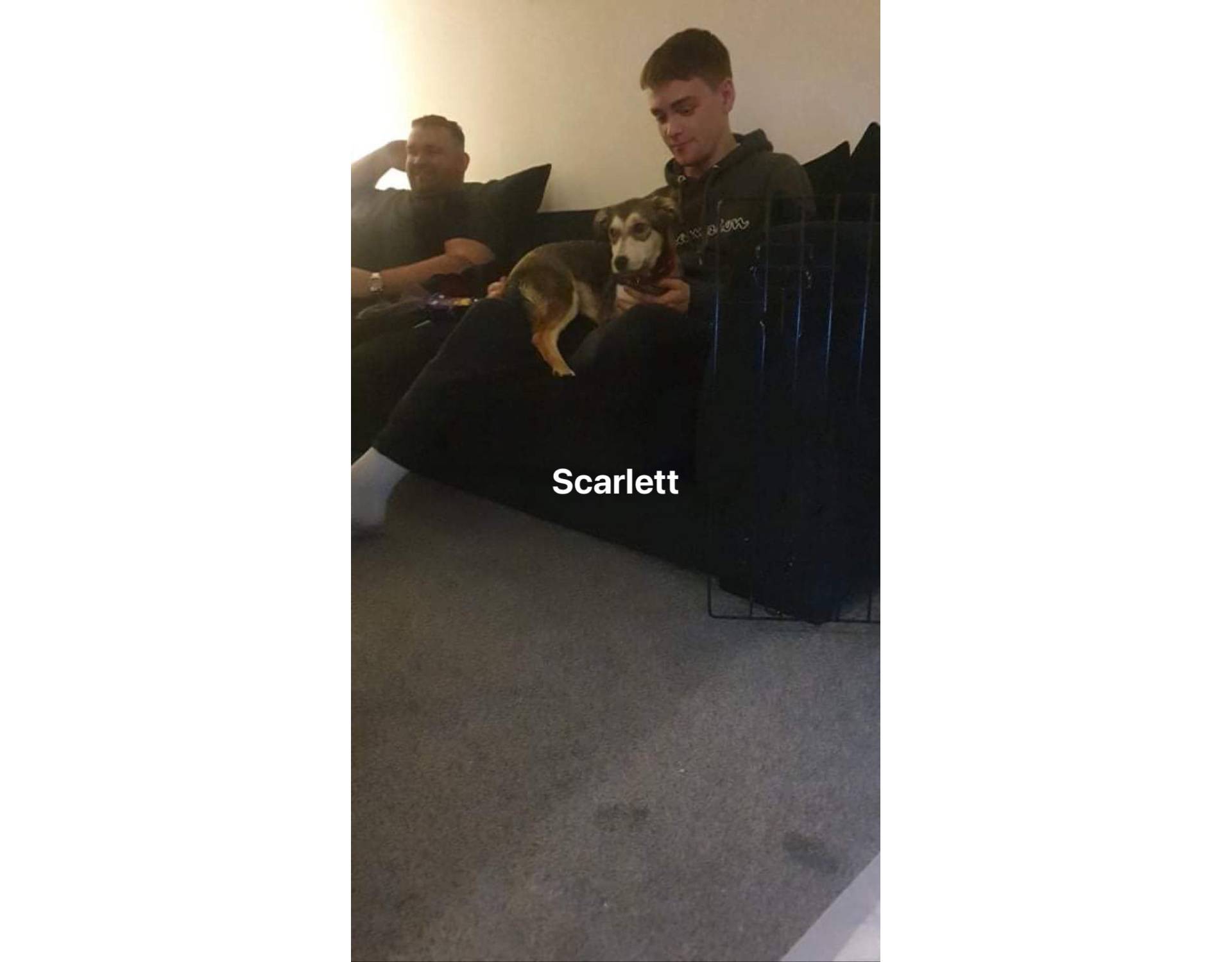 Dog for adoption Scarlett