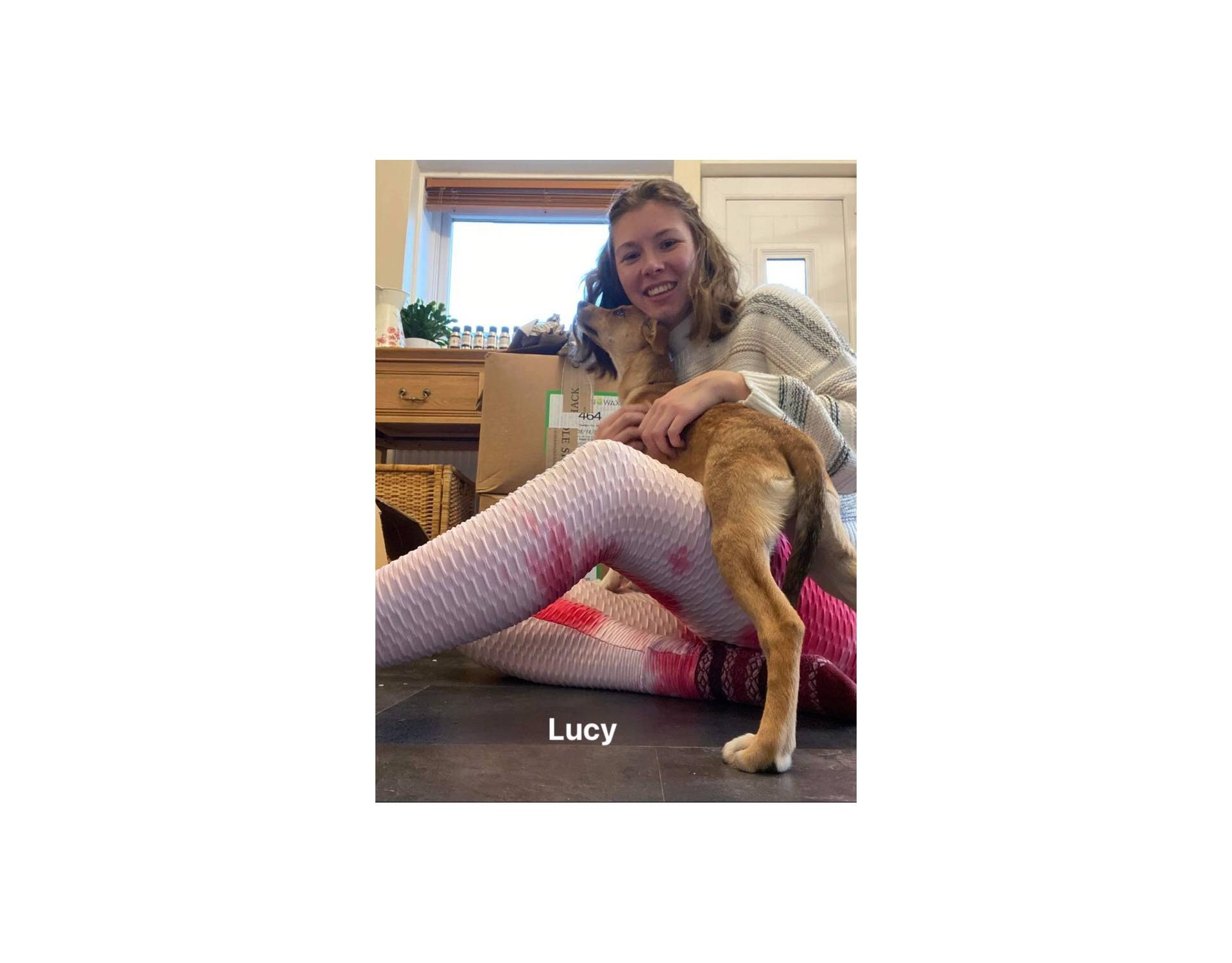 Dog for adoption Lucy