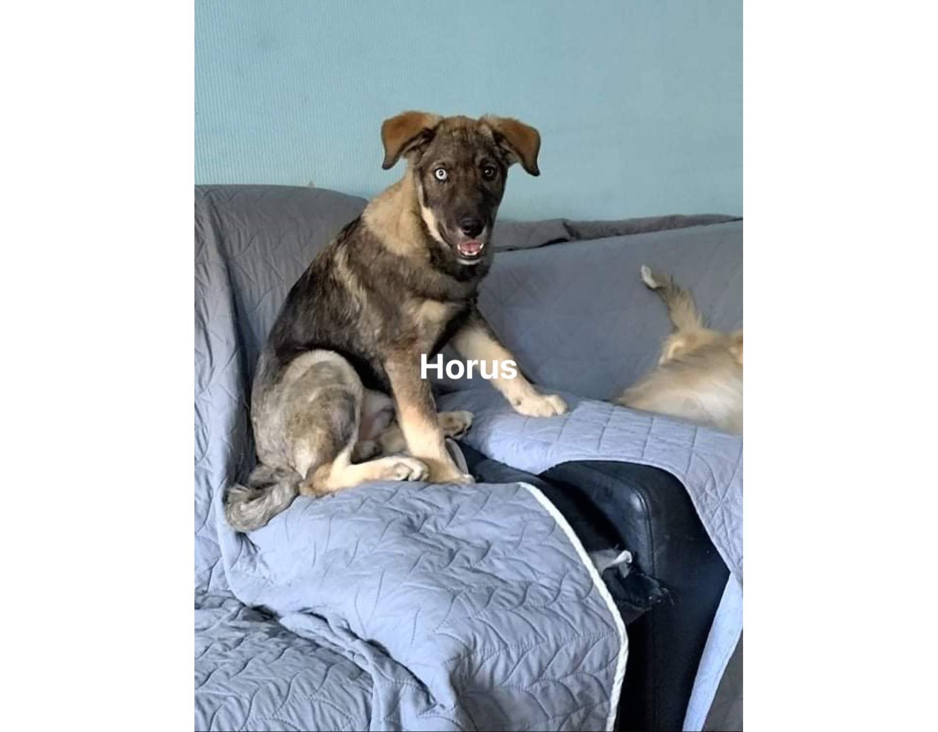 Dog for adoption Horus
