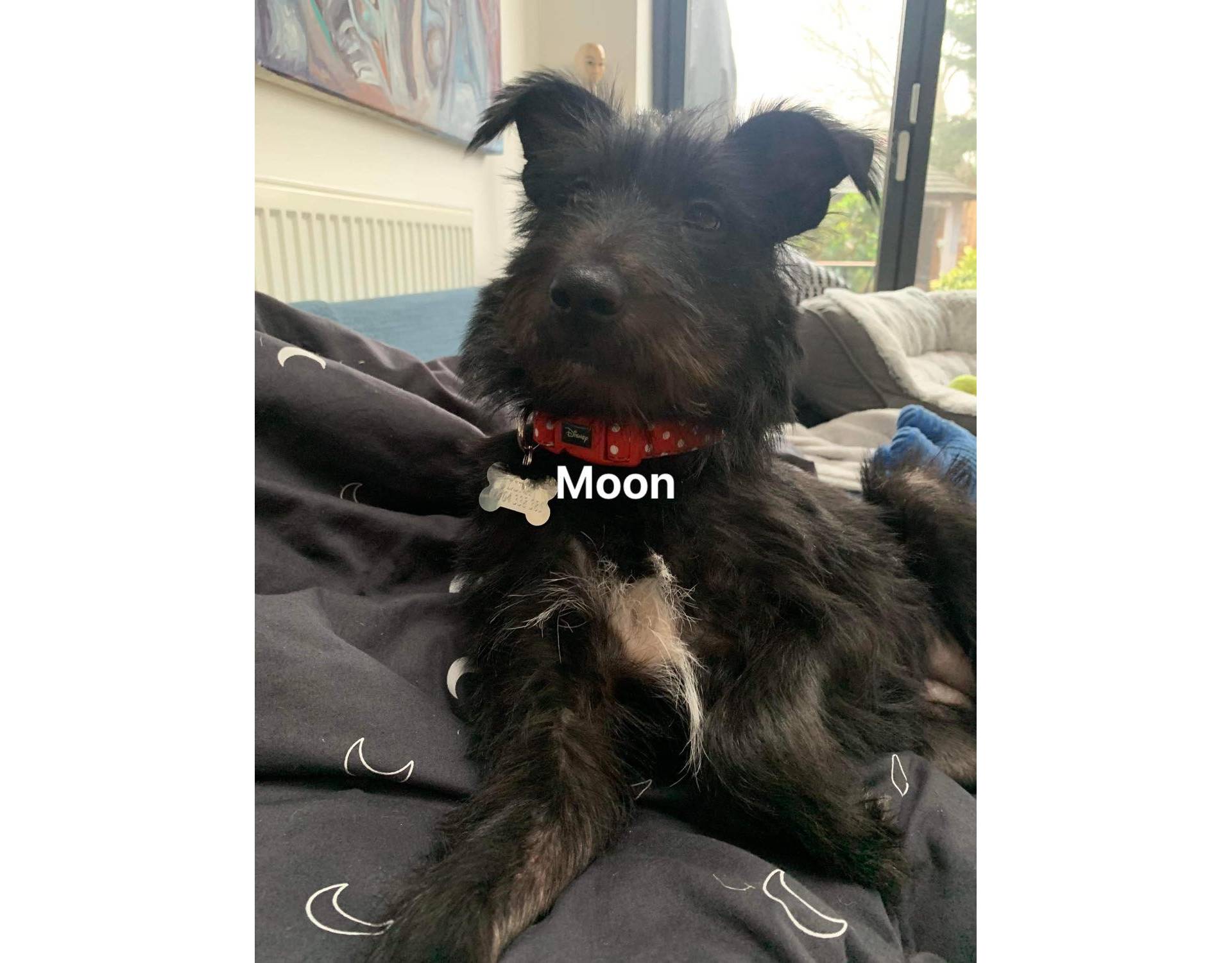 Dog for adoption Moon