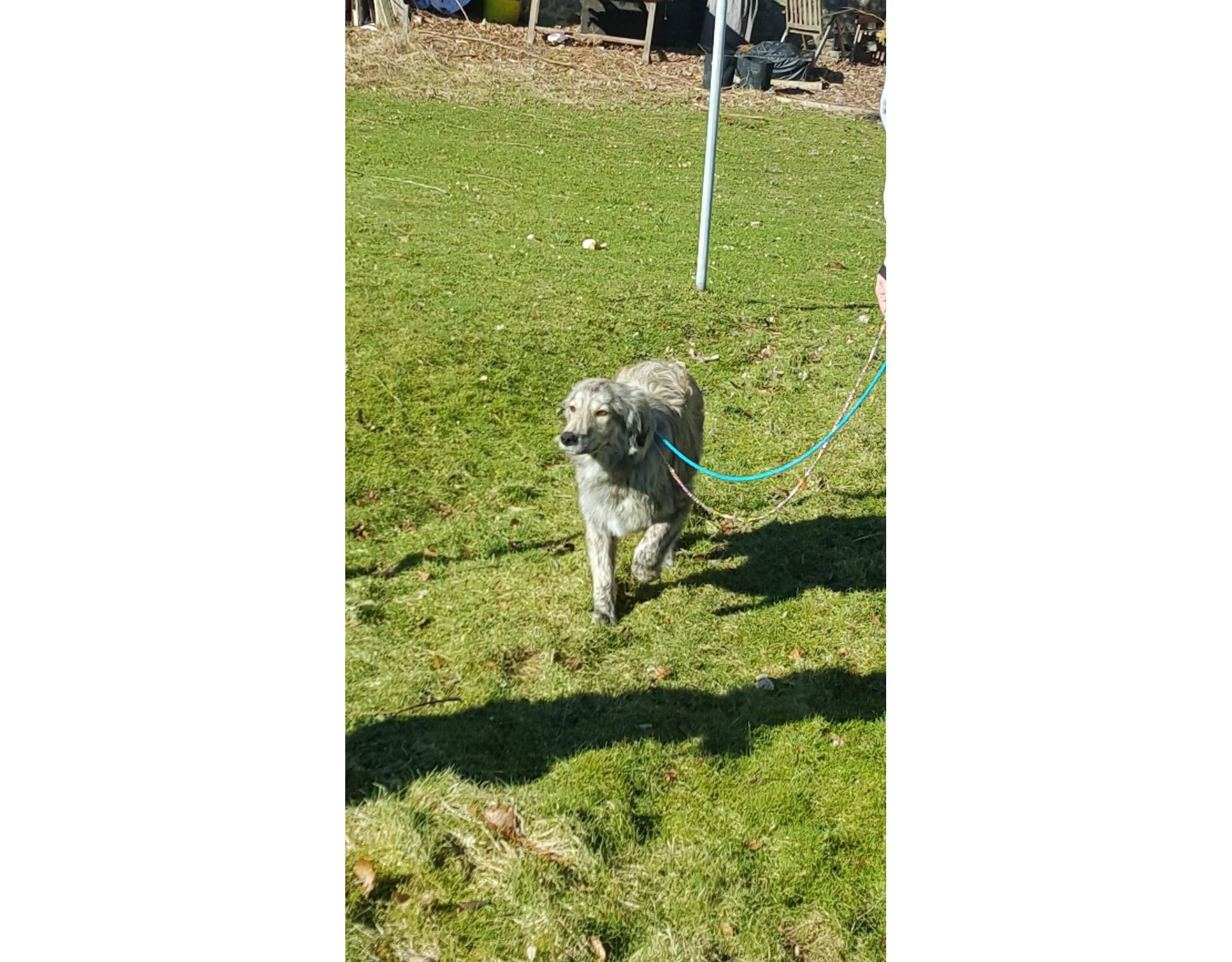 Wicket Medium Size Gray Puppy Male Sociable Rescue Dogs Romania