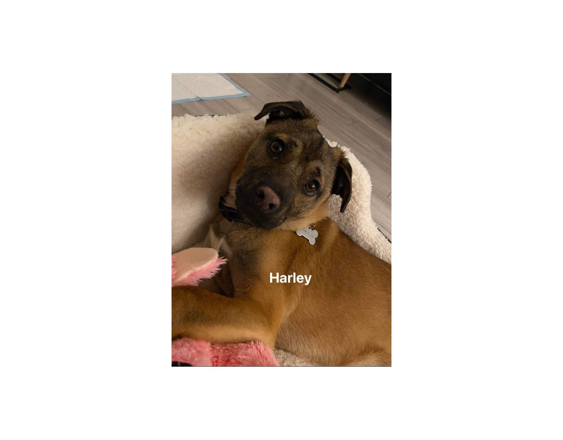 Dog for adoption Harley