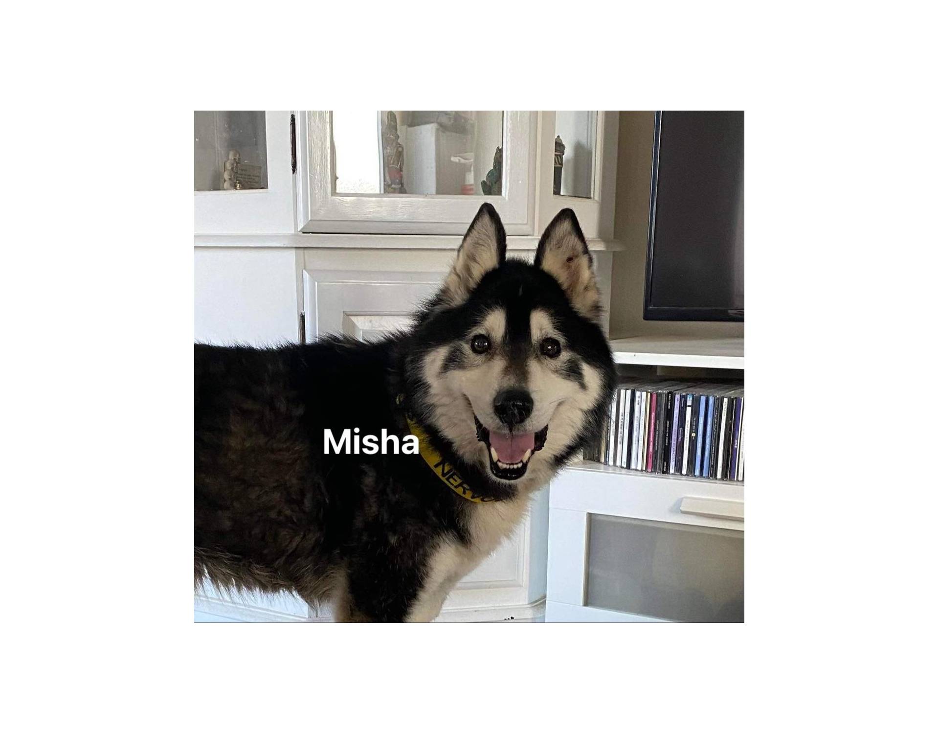Dog for adoption Misha