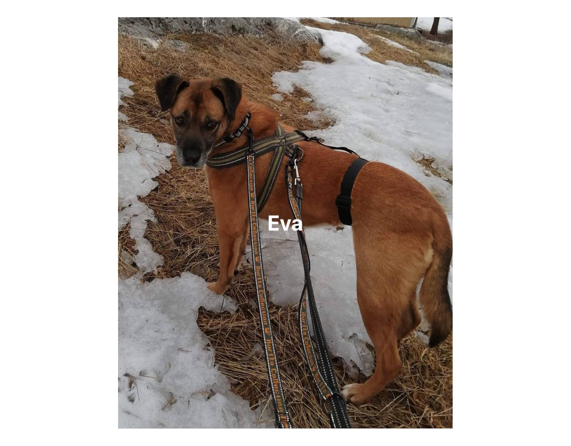 Dog for adoption Eva(F)