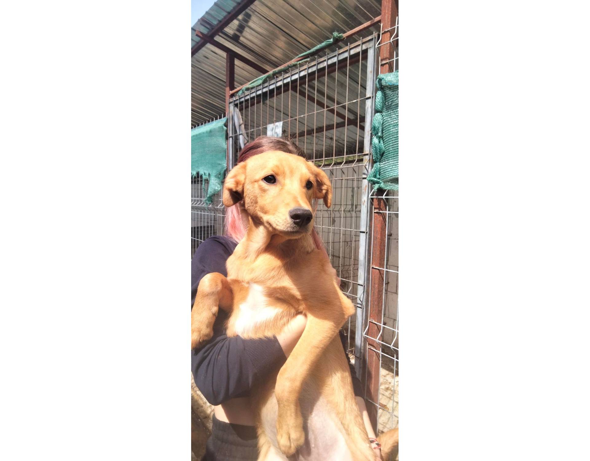 Parsley Medium Size Tan Puppy Male Sociable Rescue Dogs Romania