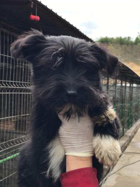 Dog for adoption Chanel