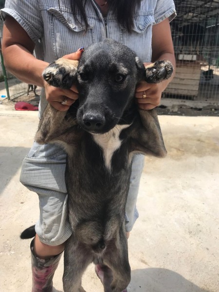 Dog for adoption Volodimir