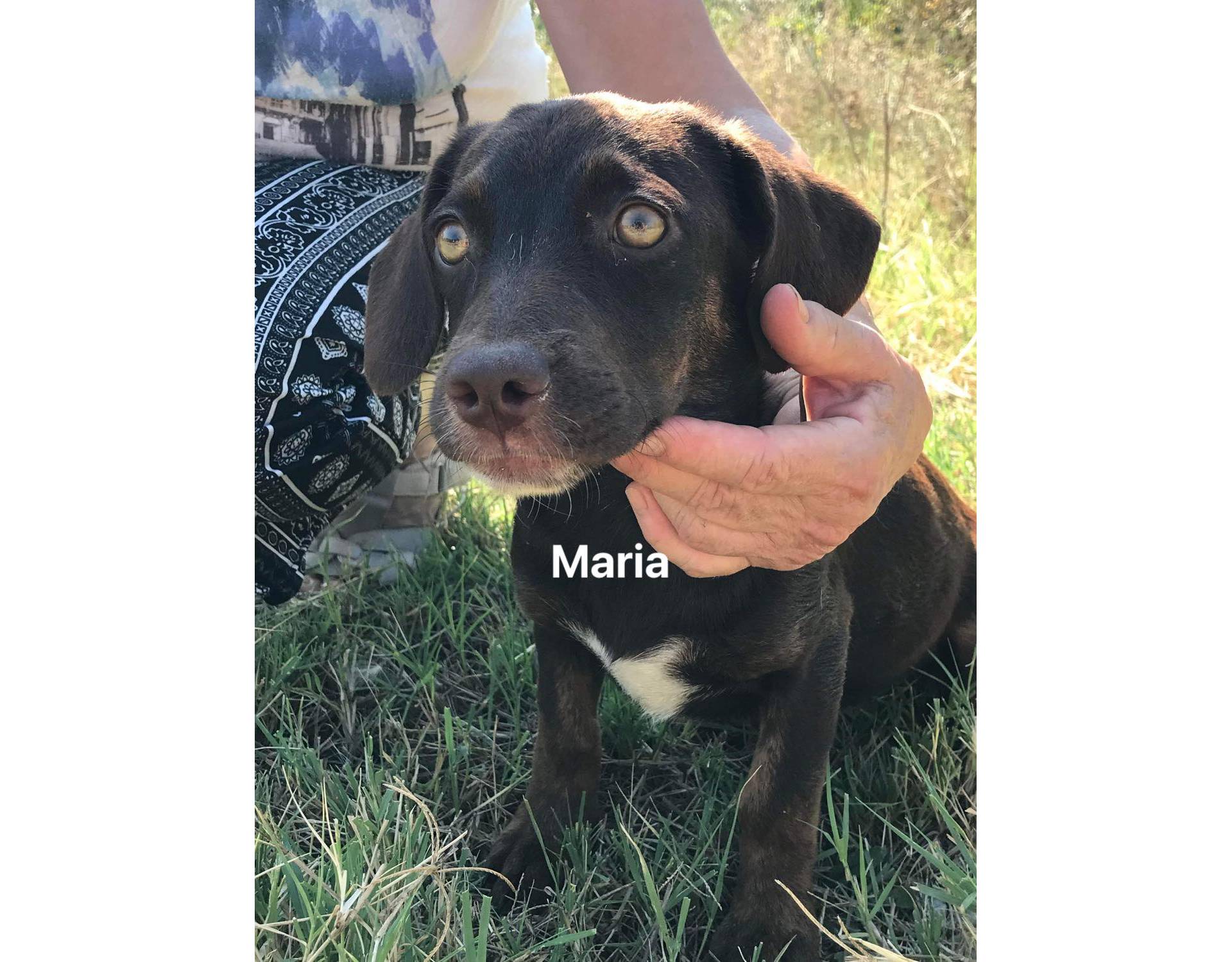 Dog for adoption Maria