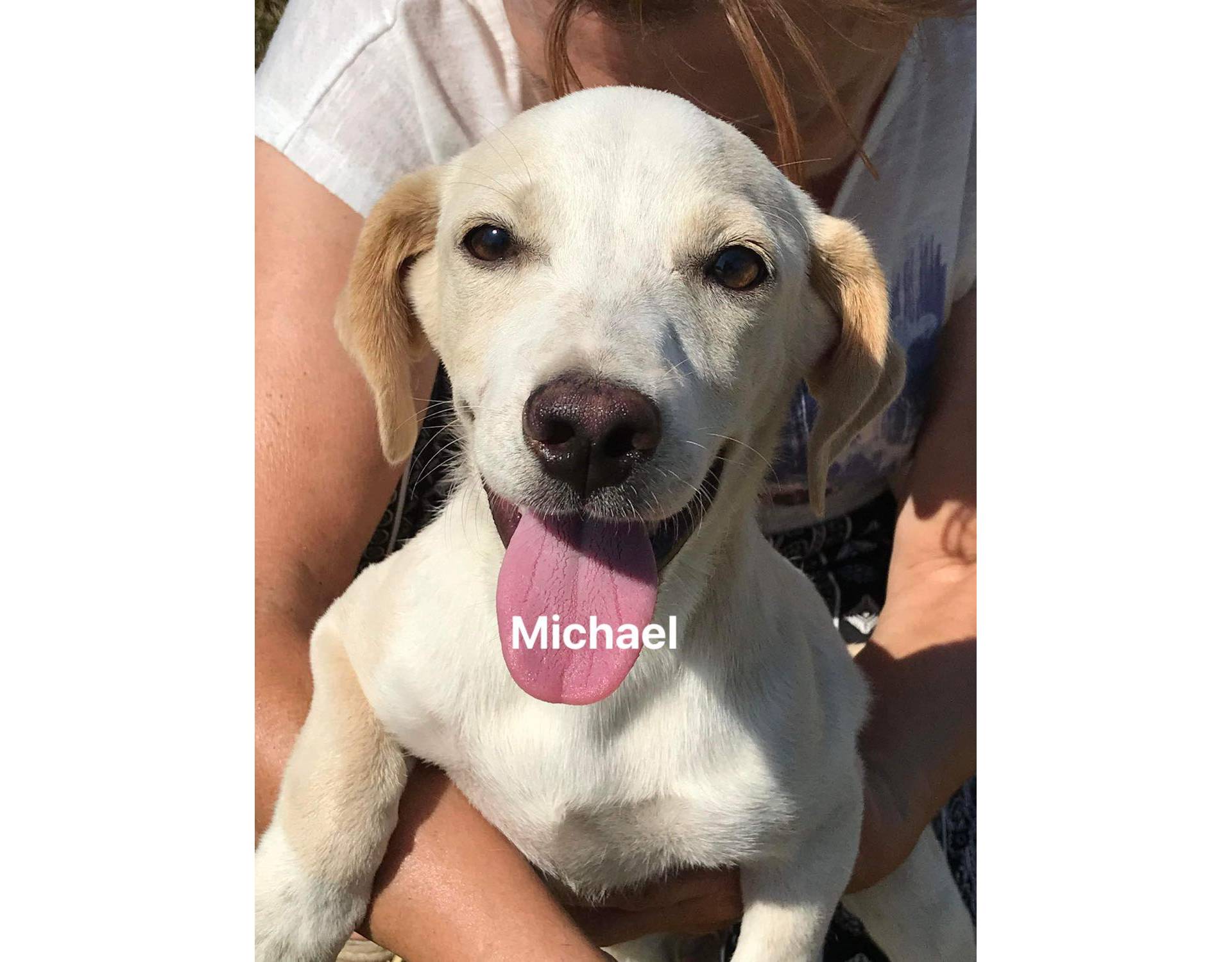 Dog for adoption Michael