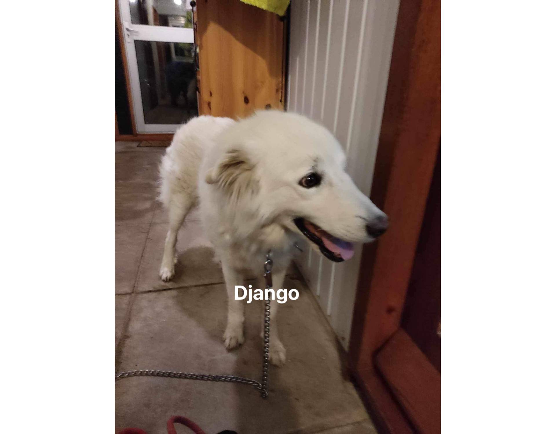 Dog for adoption Django