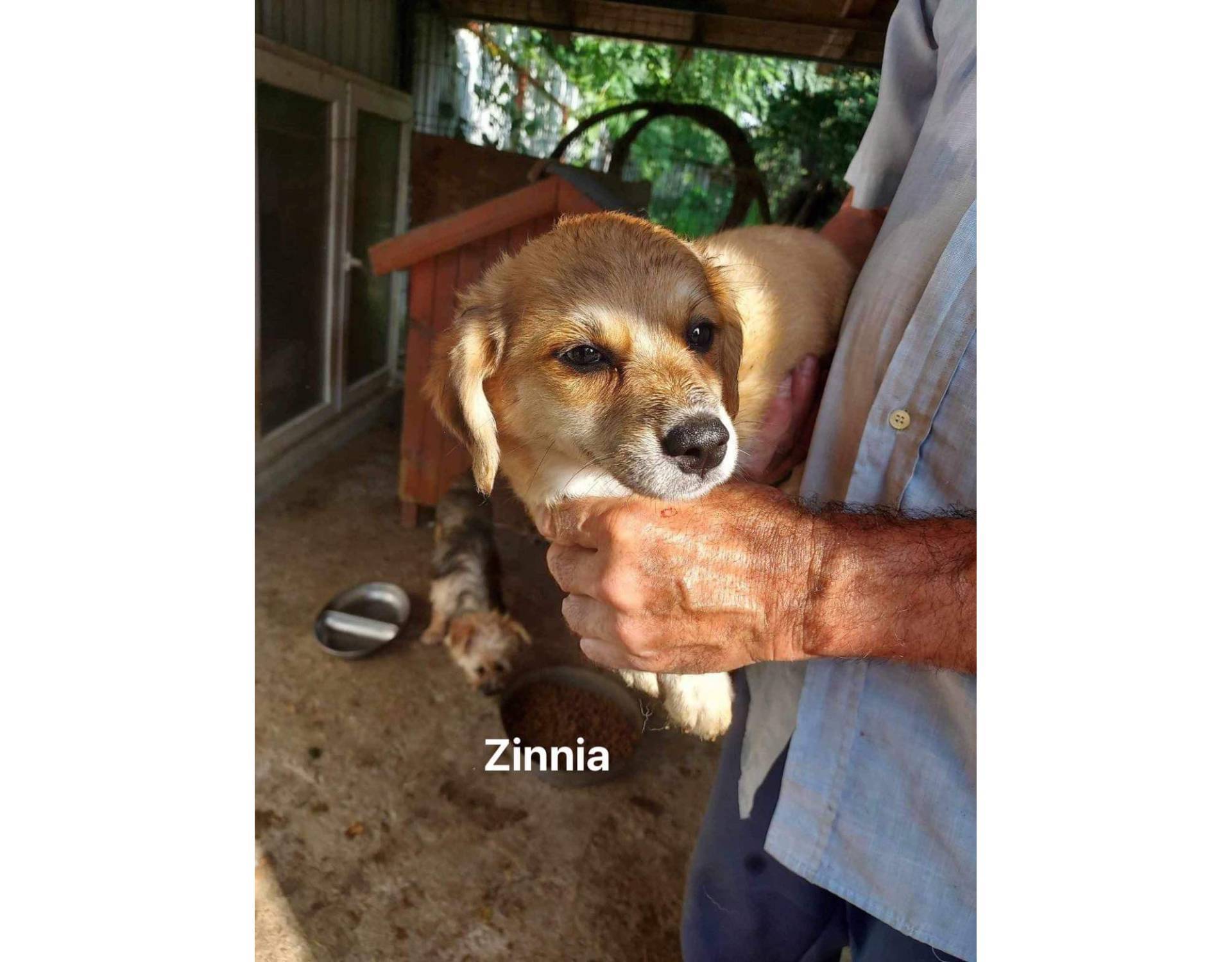Dog for adoption Zinnia
