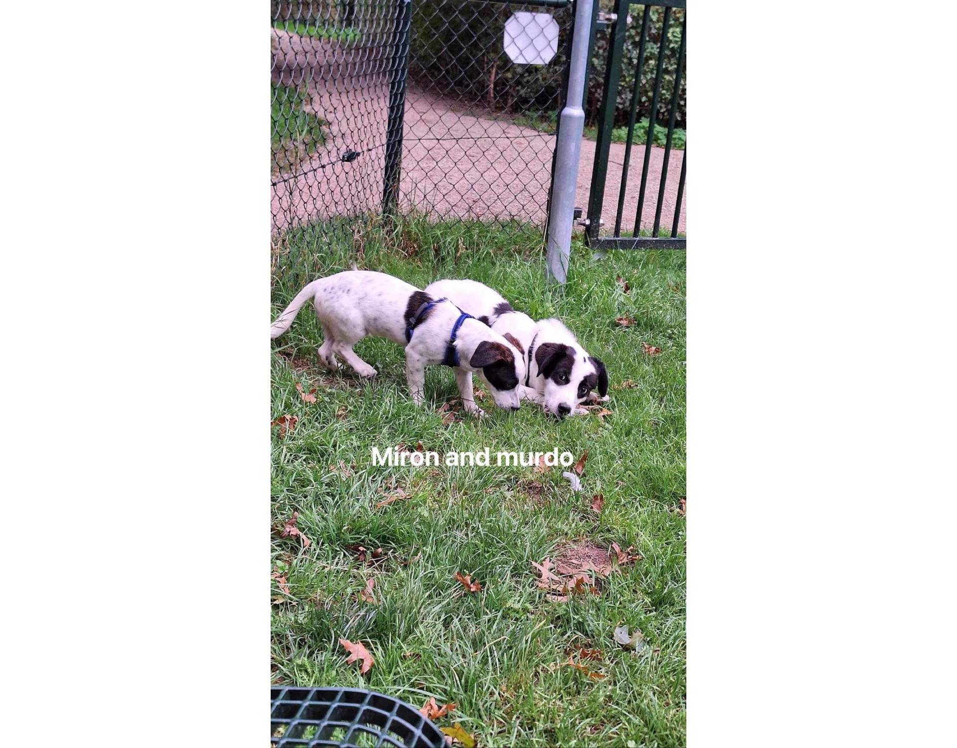 Dog for adoption Miron