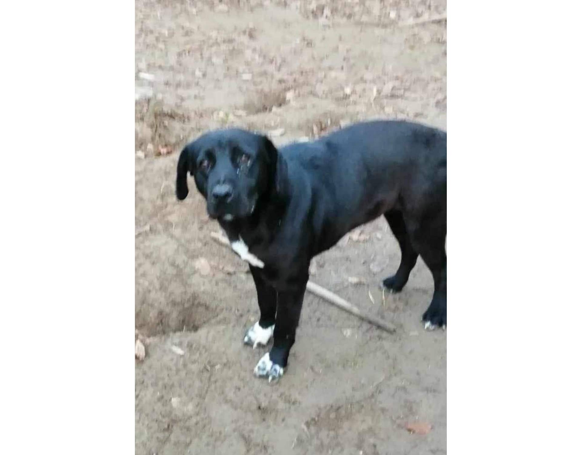 Poppy is available for Adoption Medium Size Black and white Grownup