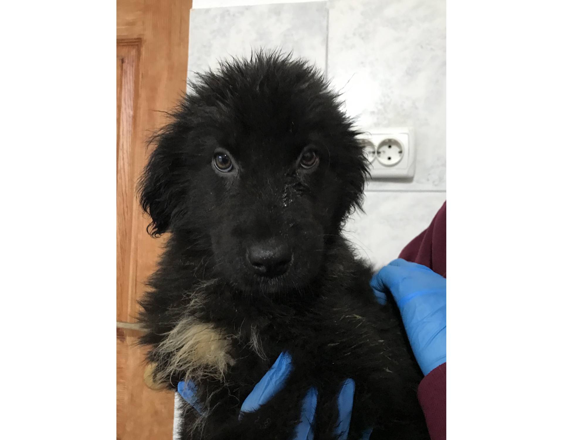 Echo | Medium Size Black Puppy Female Sociable | Rescue Dogs Romania