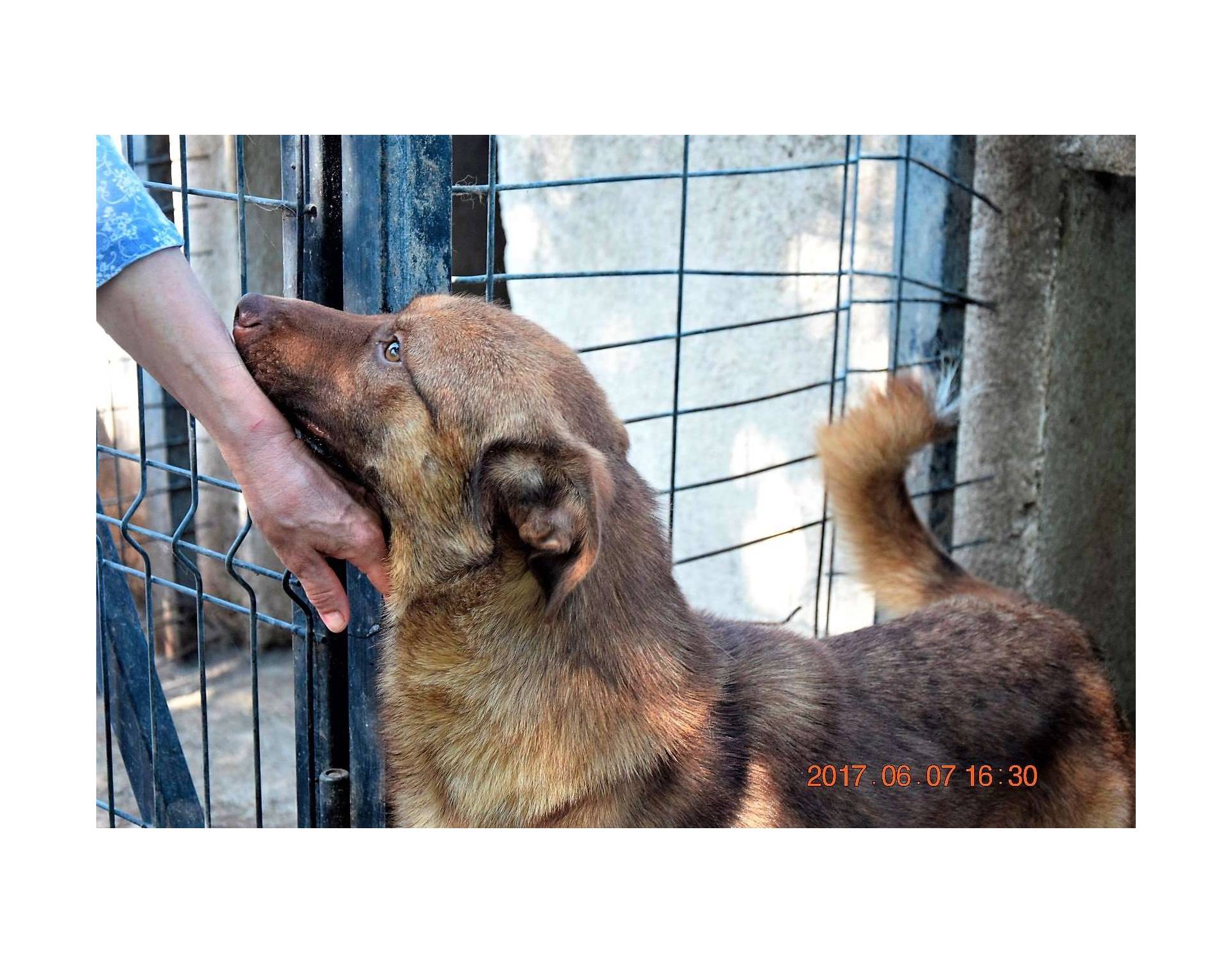 Ginger Big Size Grownup Male Sociable Rescue Dogs Romania