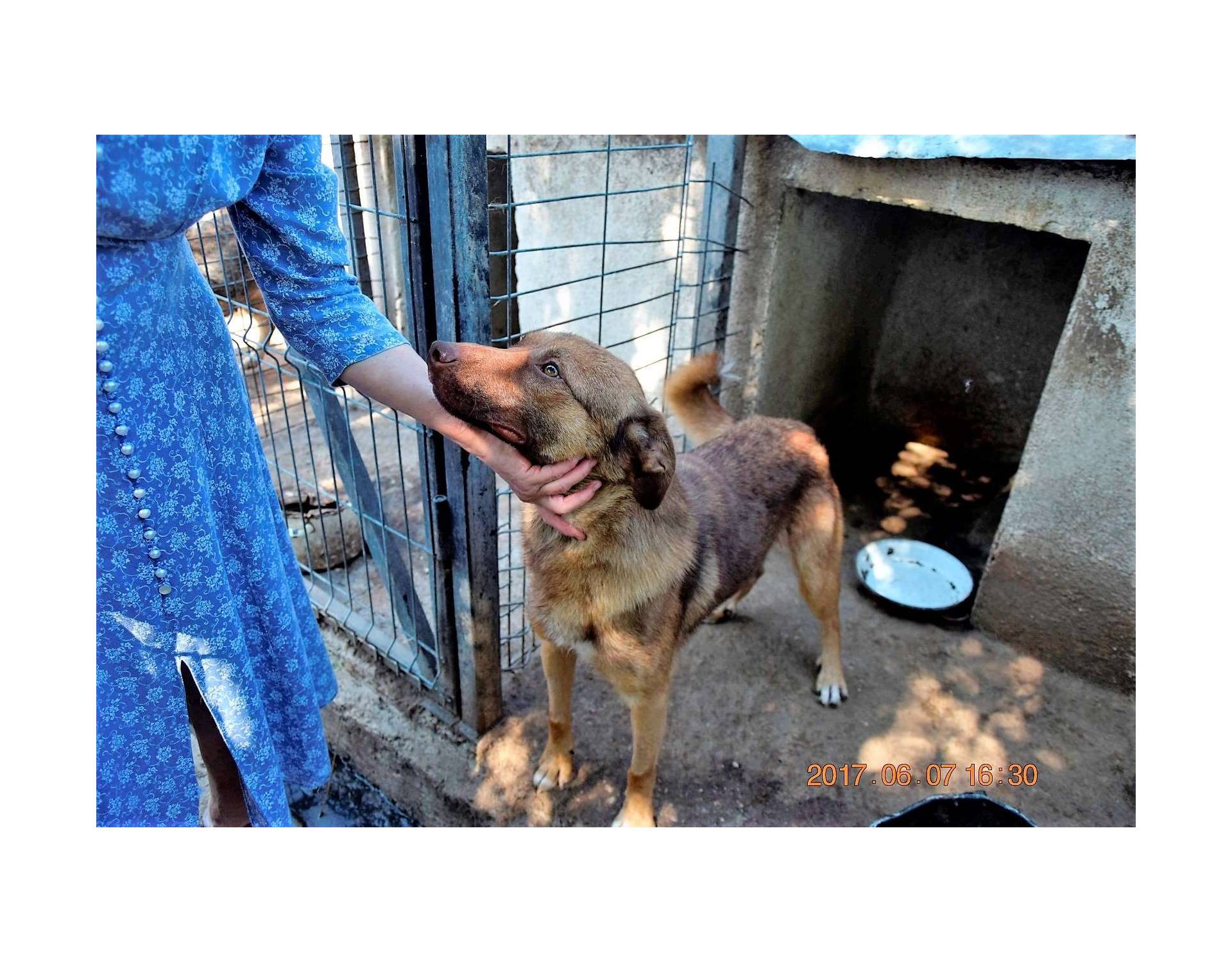 Ginger Big Size Grownup Male Sociable Rescue Dogs Romania