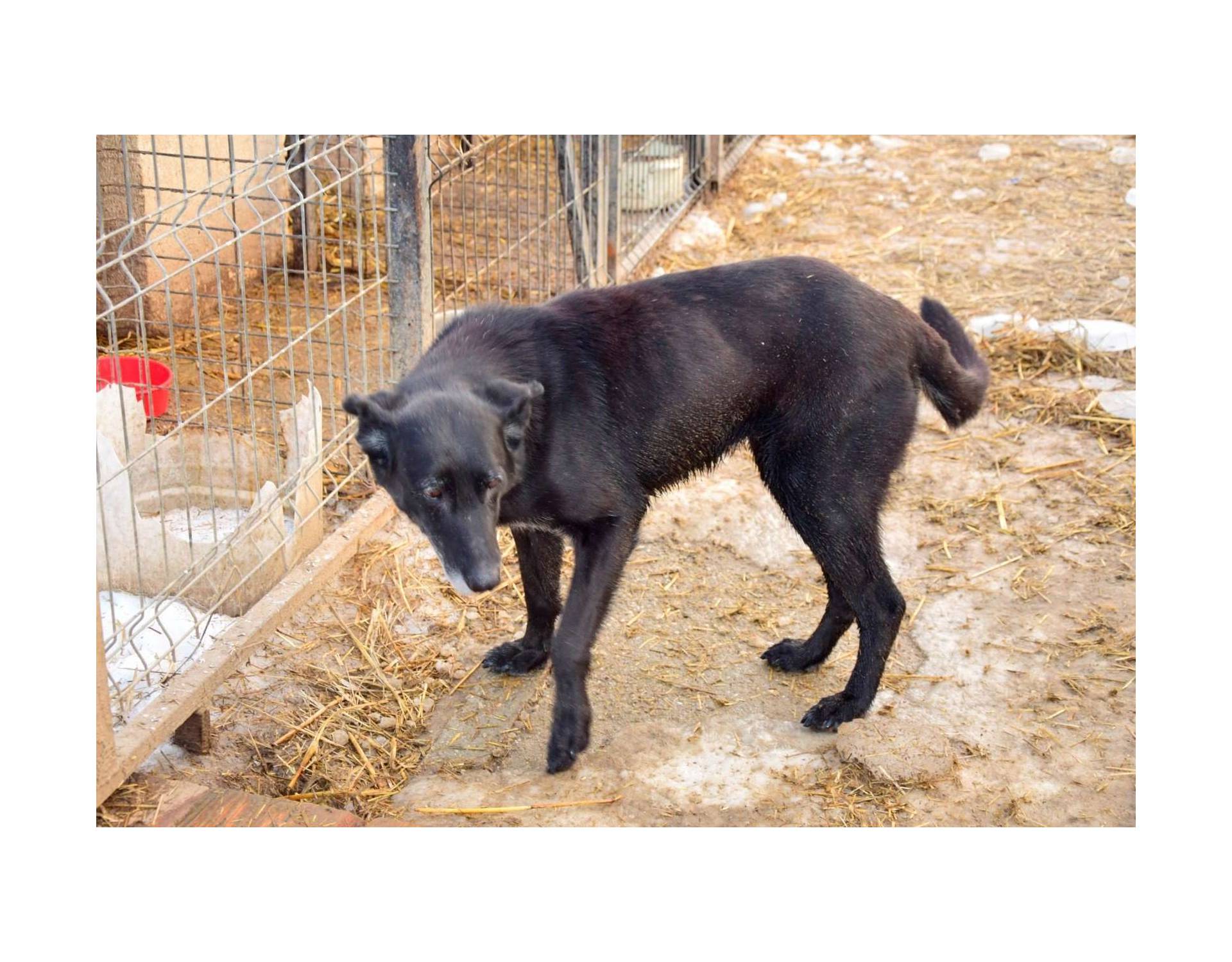 Baba Big Size Senior Female Sociable Rescue Dogs Romania