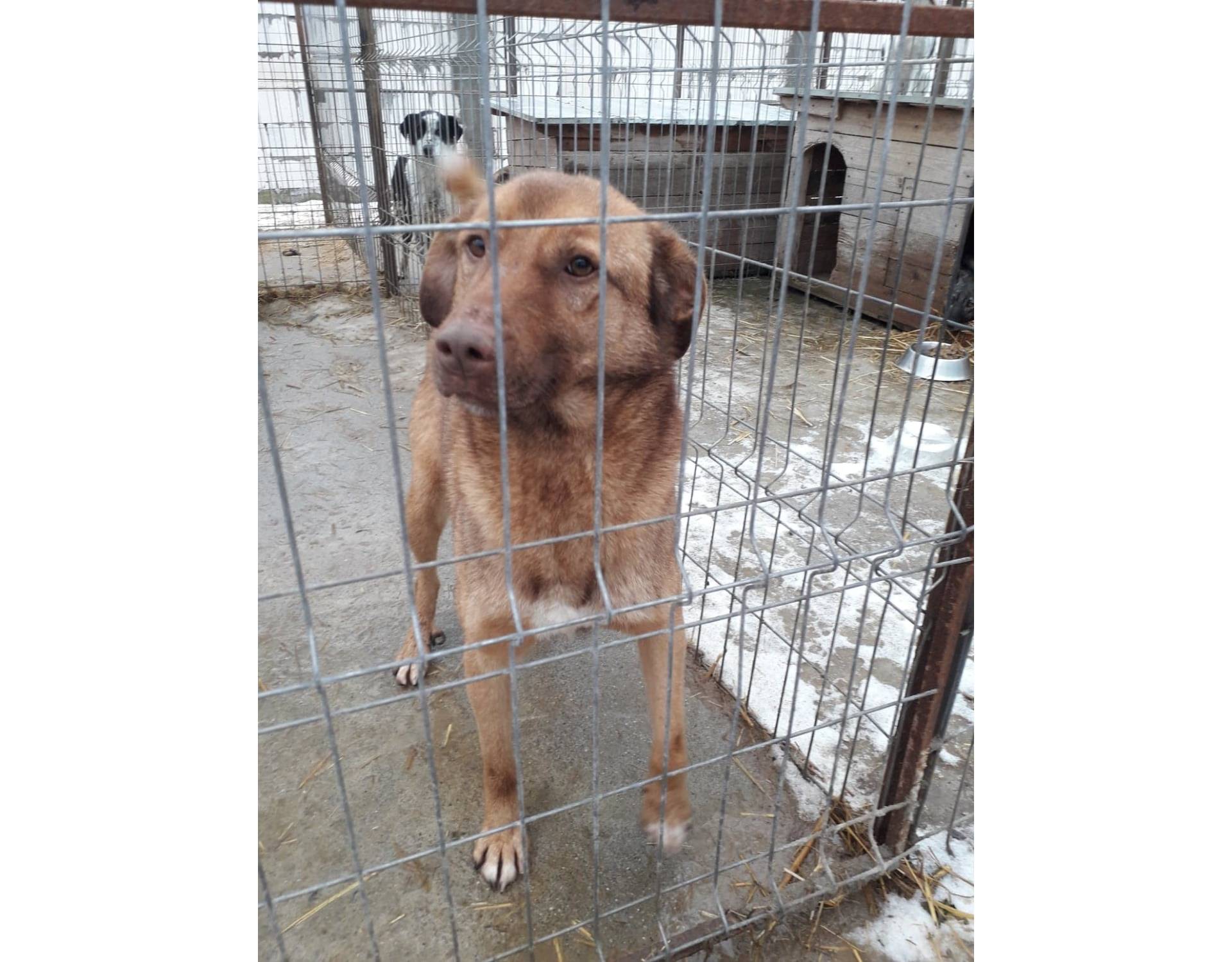 Ginger, Big Golden Dog for Adoption