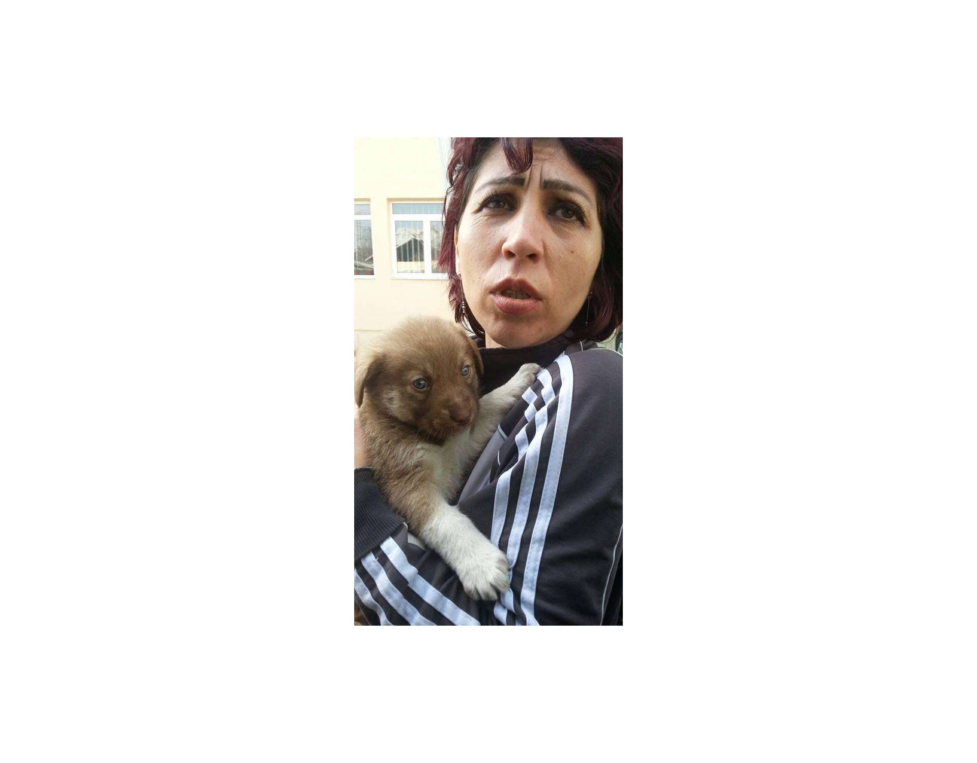 Ginger Medium to big Size Puppy Male Very sociable Rescue Dogs Romania