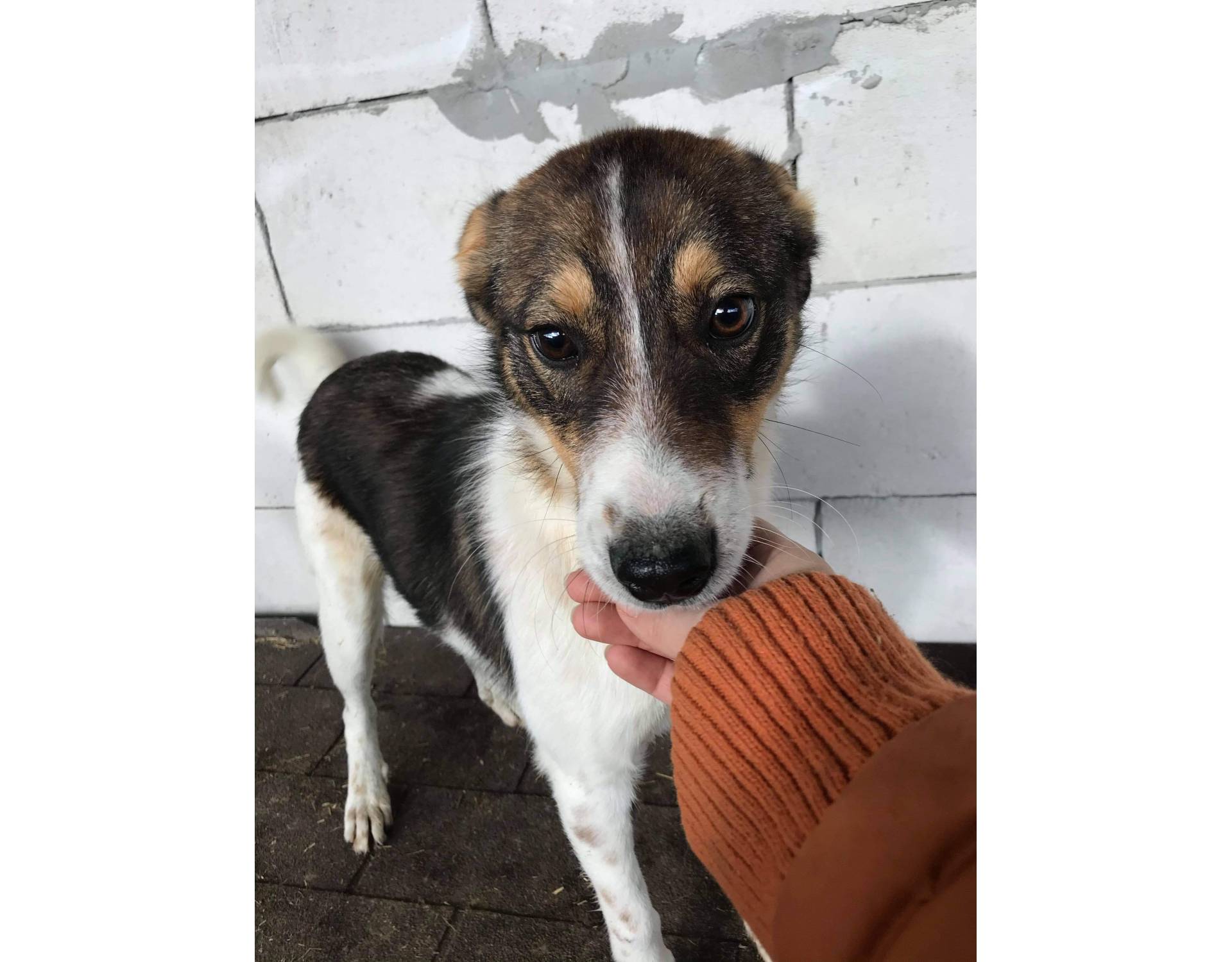 Banjo Small to medium Size Grownup Male Sociable Rescue Dogs Romania