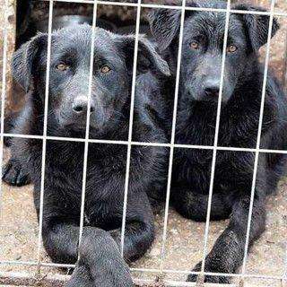labrador rescue centres near me