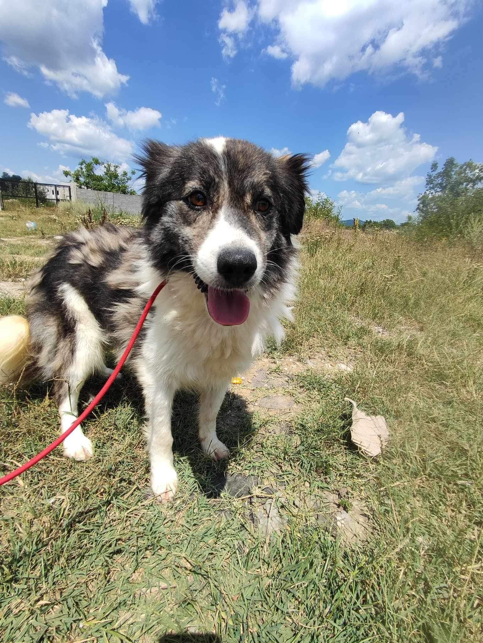 Lulu