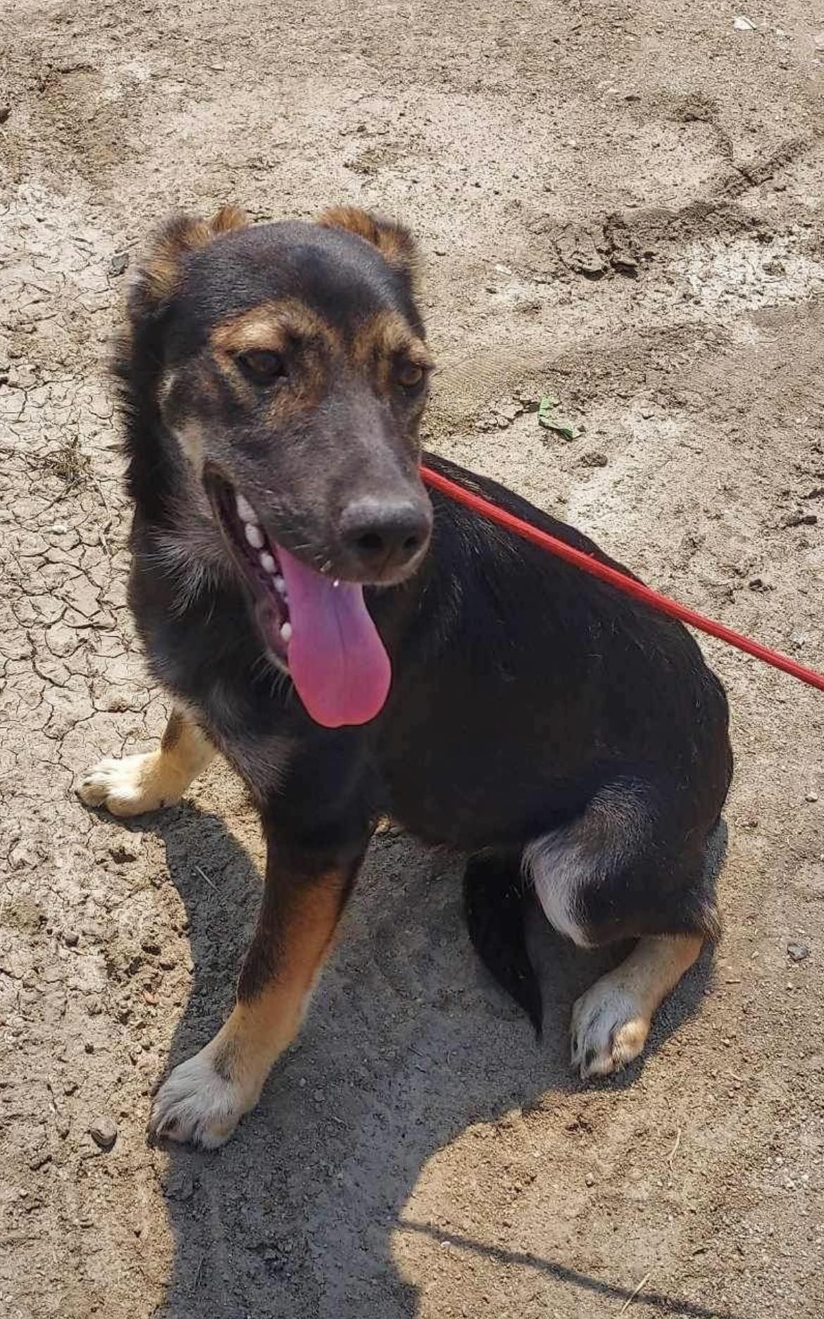 Axel