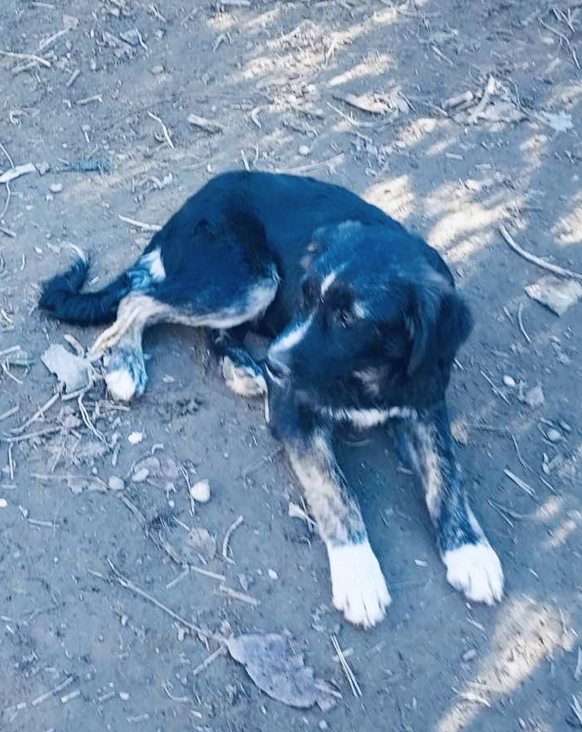 Rufus