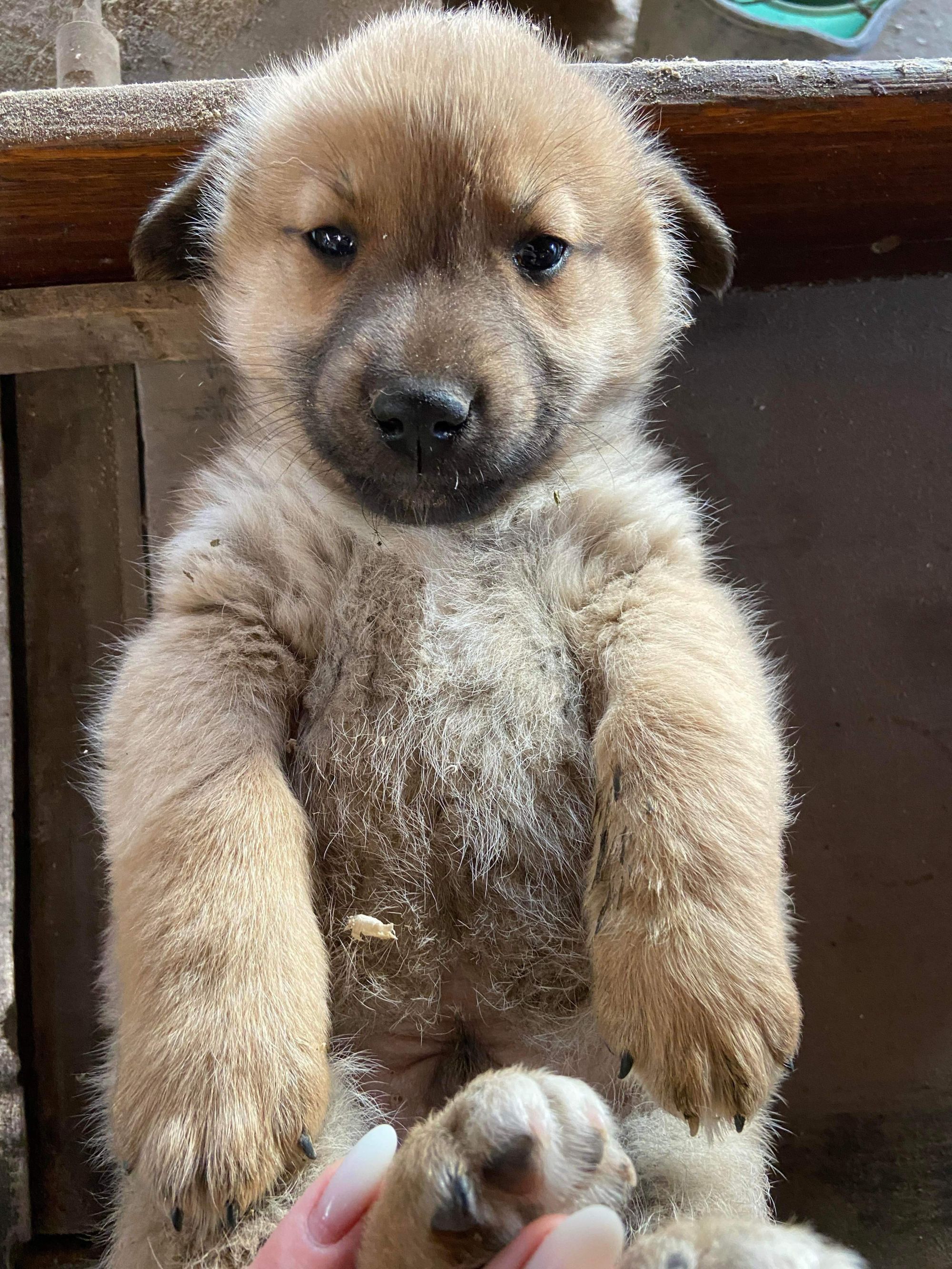Teddy