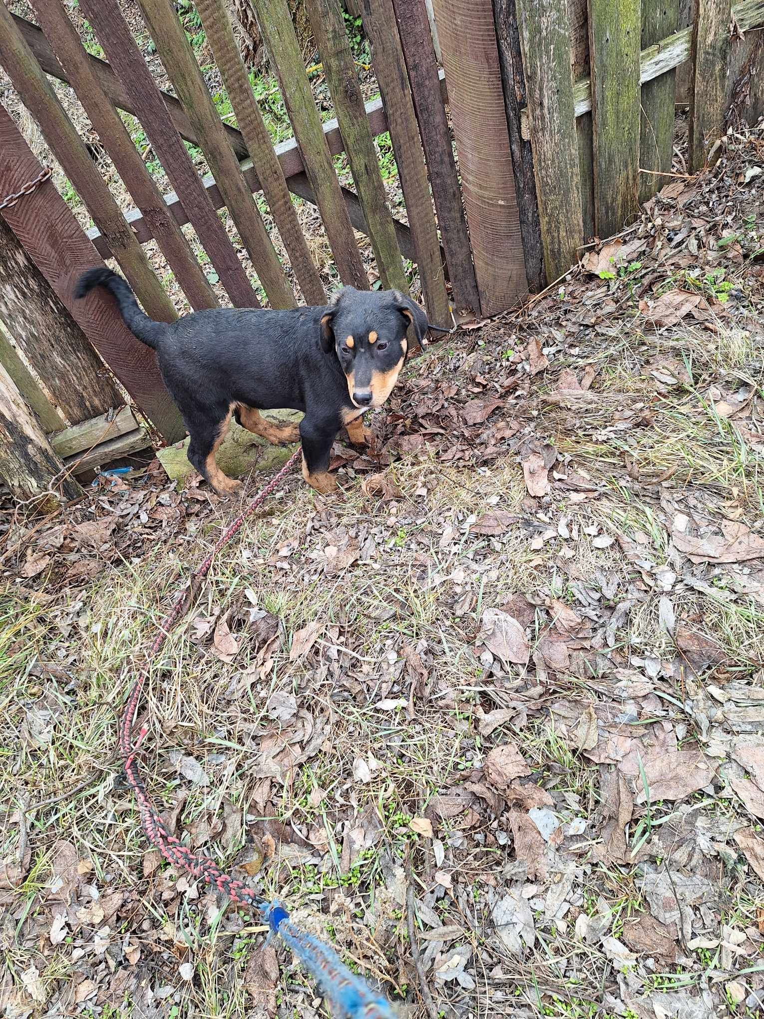 Rott