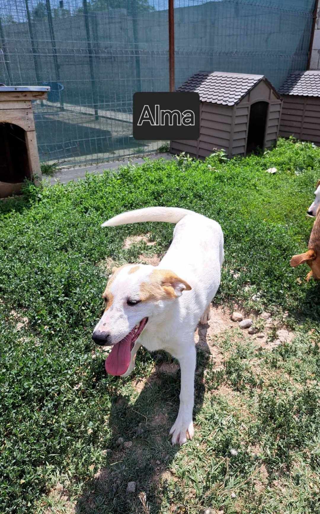 Alma