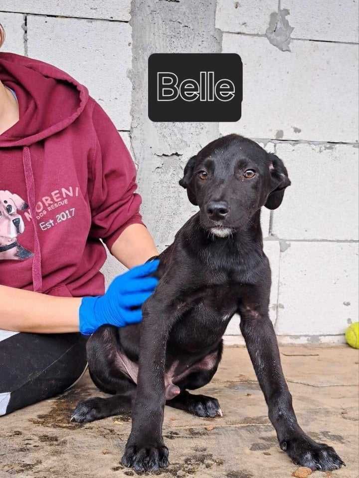 Belle