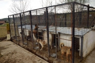 Dog Rescue Romania - The Forgotten Shelter
