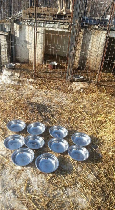 Rescue Dogs Romania - Donation Results