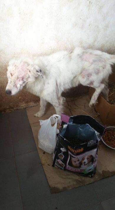 Rescue Dogs Romania - Donation Results