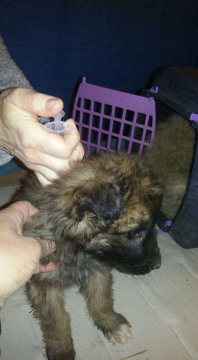 Rescue Dogs Romania - Donation Results