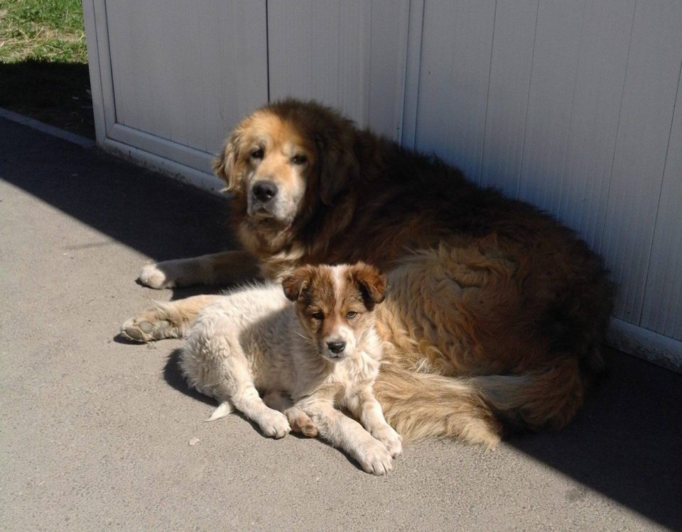 stray dogs