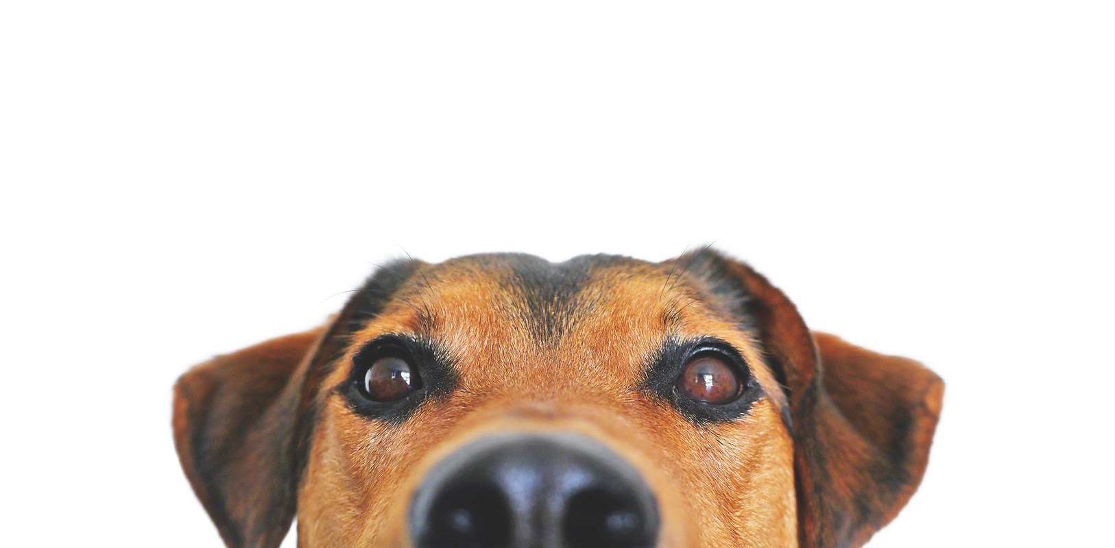 Dunelm_Veterinary_Group_Dog1_wide