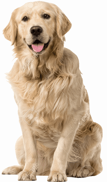 Dog info